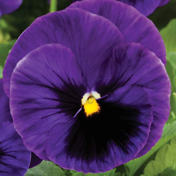 PANSY COLOSSUS DEEP BLUE BLOTCH