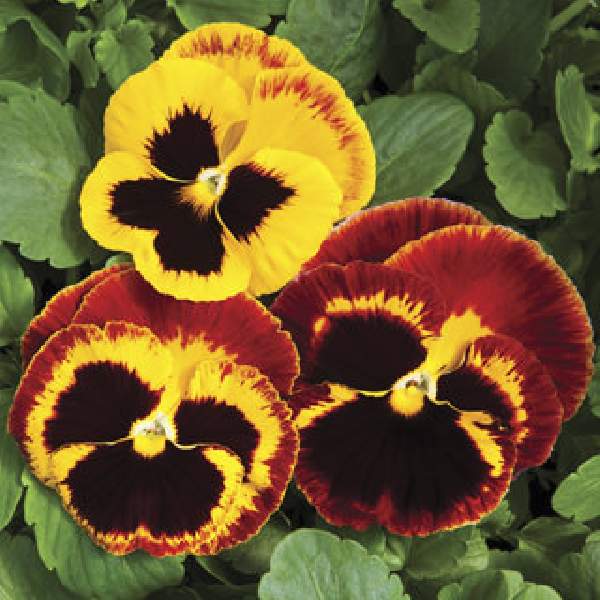PANSY COLOSSUS FIRE