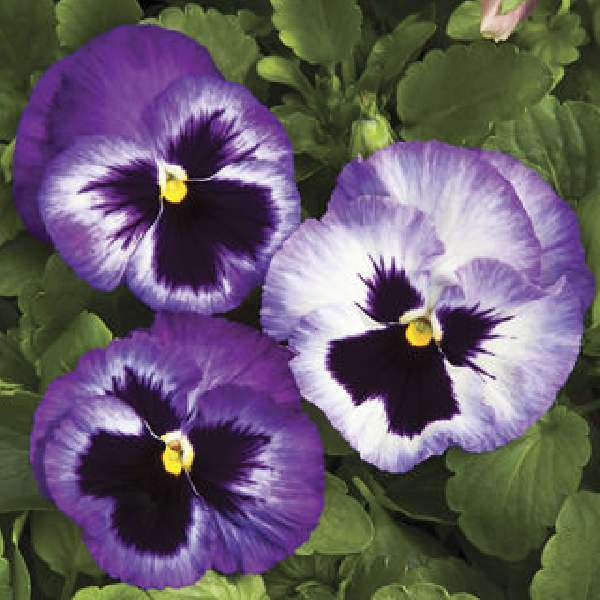 PANSY COLOSSUS LAVENDER MEDLEY