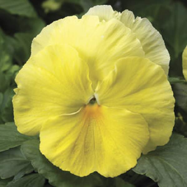 PANSY COLOSSUS LEMON SHADES