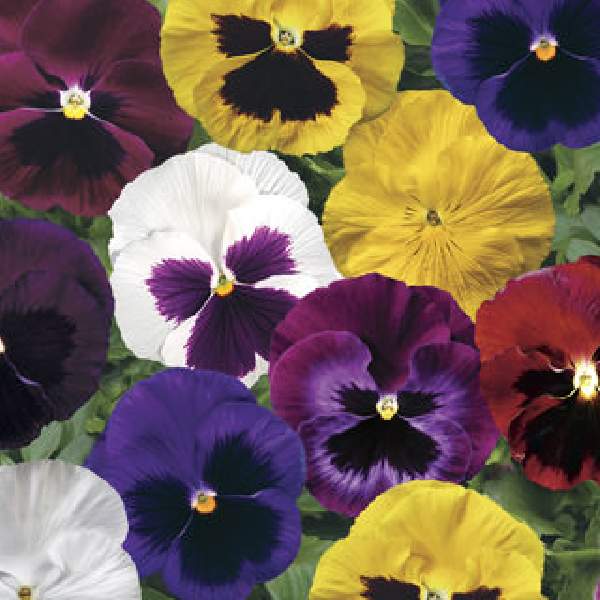 Pansy Colossus Formula Mix