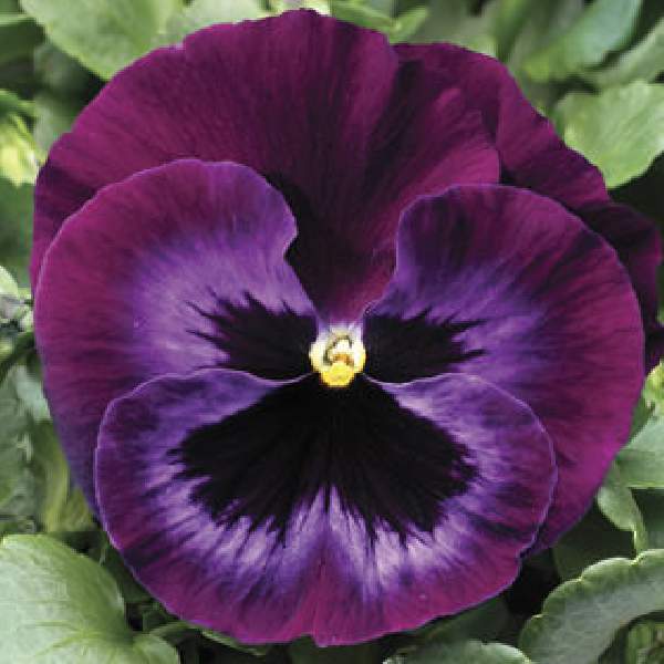 PANSY COLOSSUS NEON VIOLET