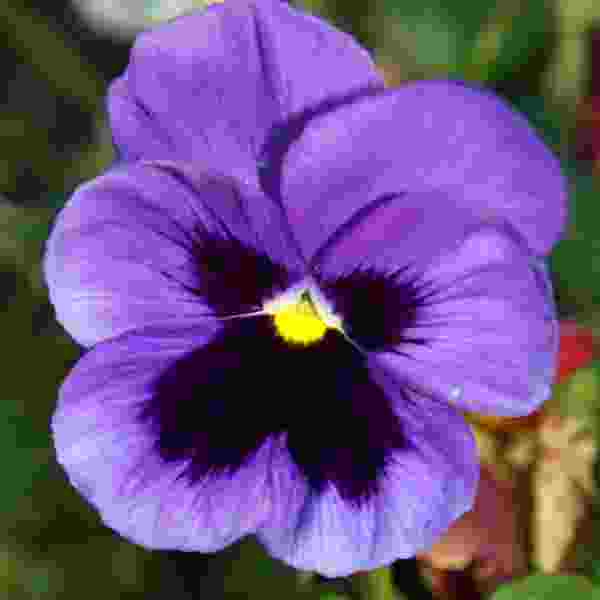 PANSY COLOSSUS OCEAN