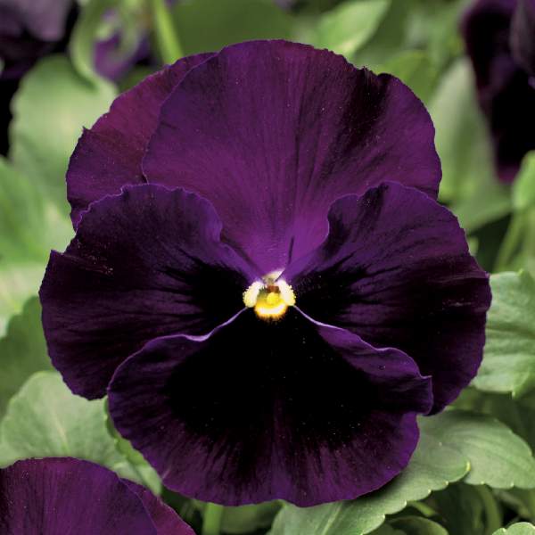 Pansy Colossus Purple Blotch