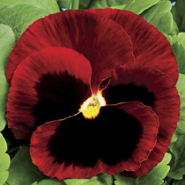 PANSY COLOSSUS RED BLOTCH