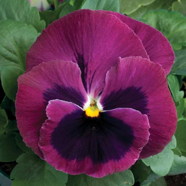 Pansy Colossus Rose Blotch