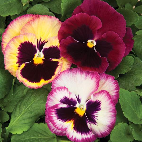 Pansy Colossus Rose Medley