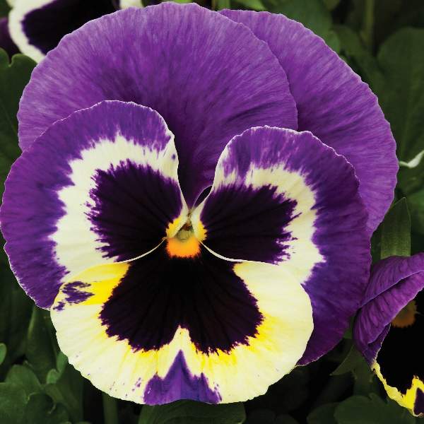 Pansy Colossus Tricolor