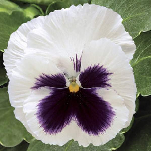 PANSY COLOSSUS WHITE BLOTCH