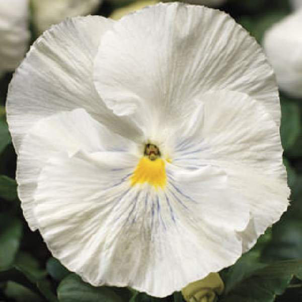 PANSY COLOSSUS WHITE