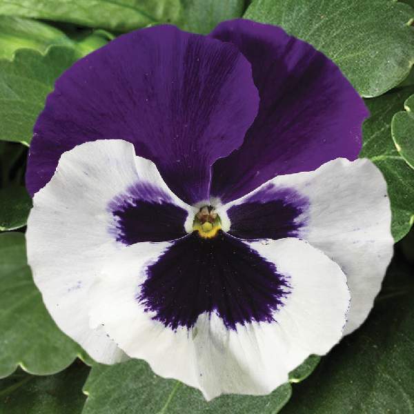 Pansy Colossus White with Purple Wing