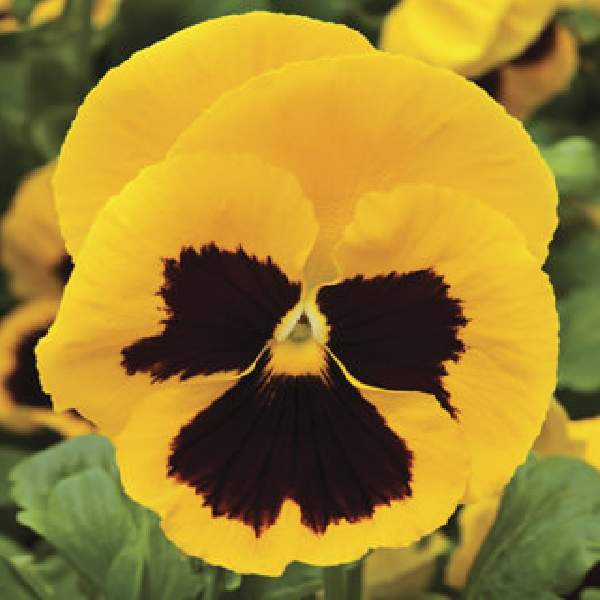 PANSY COLOSSUS YELLOW BLOTCH