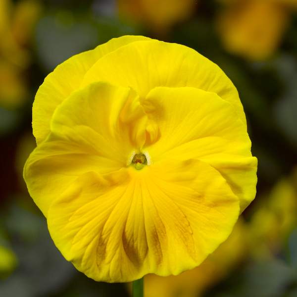 Pansy Colossus Yellow