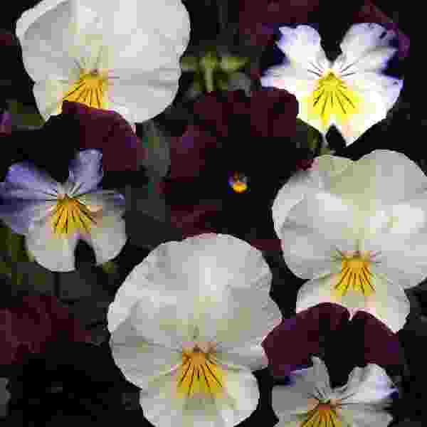 PANSY COOL WAVE BERRIES N CREAM MIX