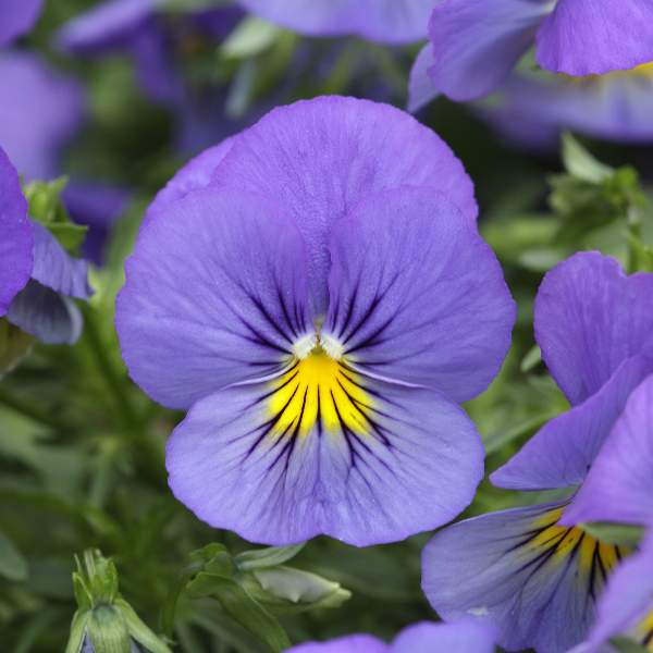 PANSY COOL WAVE BLUE SKIES