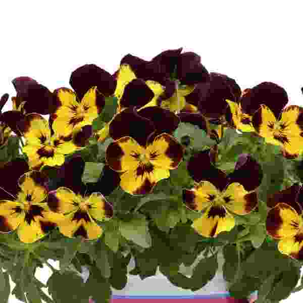PANSY COOL WAVE FIRE