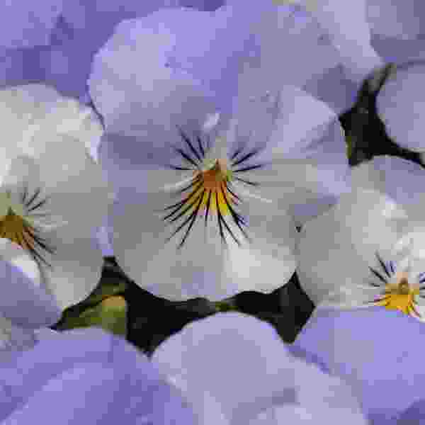 PANSY COOL WAVE FROST