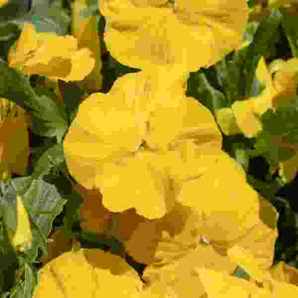 PANSY COOL WAVE GOLDEN YELLOW