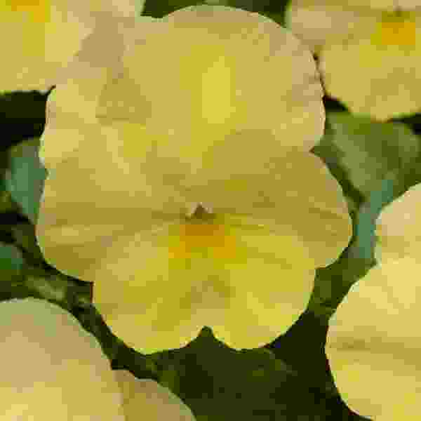 PANSY COOL WAVE LEMON