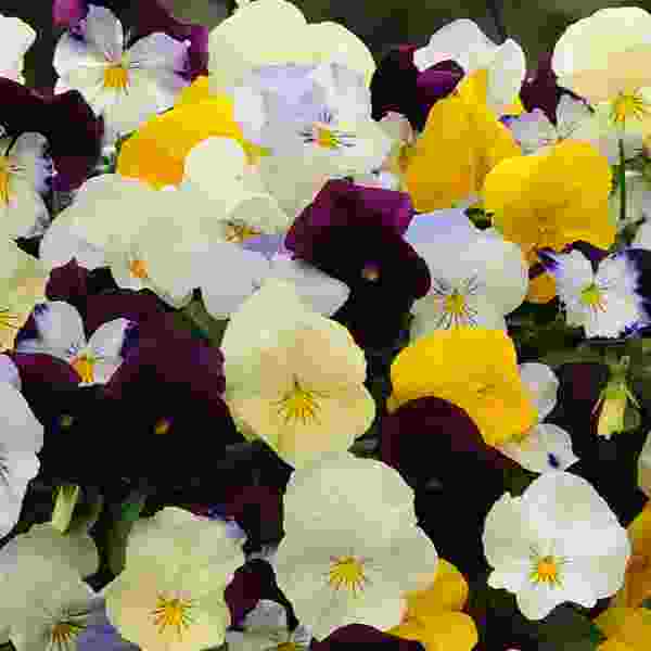 PANSY COOL WAVE MIX