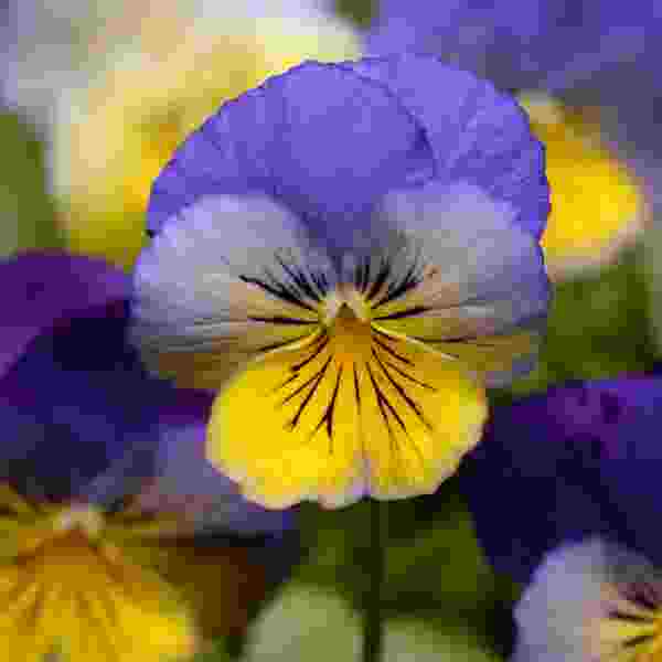 PANSY COOL WAVE MORPHO