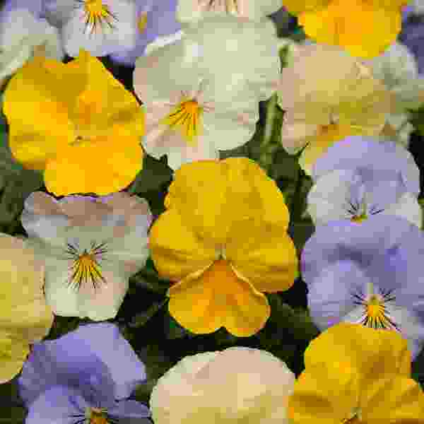 PANSY COOL WAVE PASTEL MIX