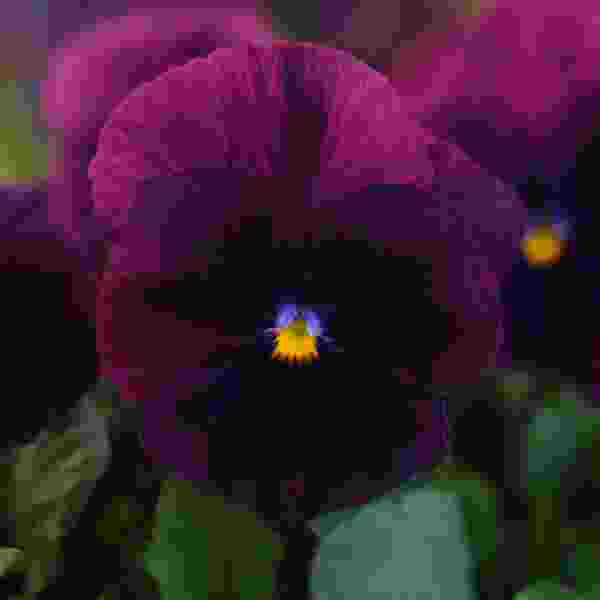 PANSY COOL WAVE PURPLE