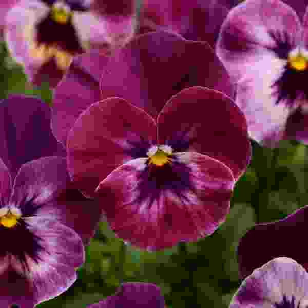 PANSY COOL WAVE RASPBERRY