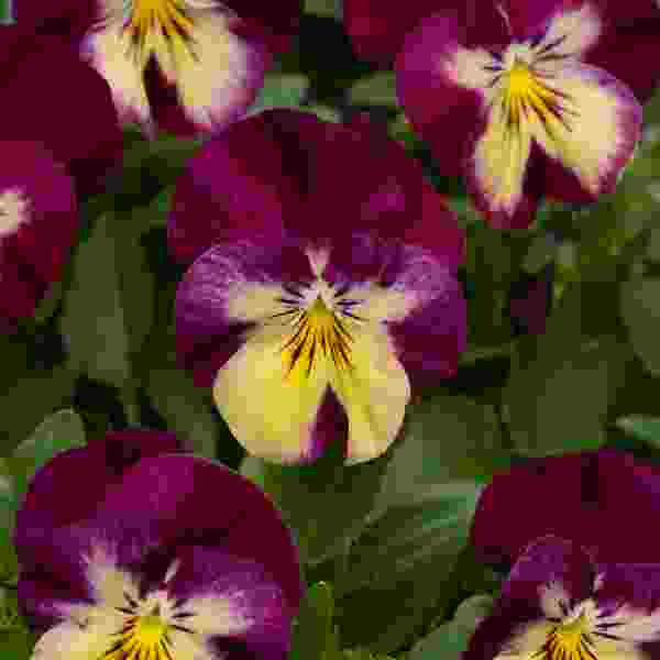 PANSY COOL WAVE RASPBERRY SWIRL