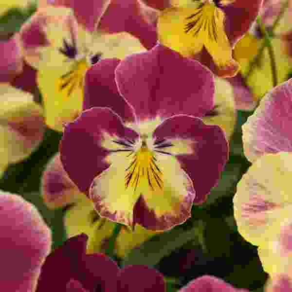 PANSY COOL WAVE STRAWBERRY SWIRL
