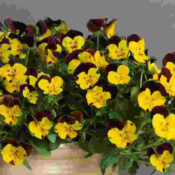 PANSY COOL WAVE SUNSHINE AND WINE