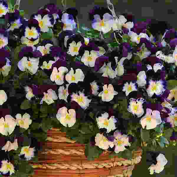 PANSY COOL WAVE VIOLET WING