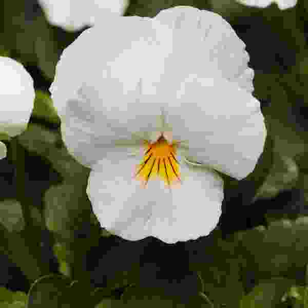 PANSY COOL WAVE WHITE