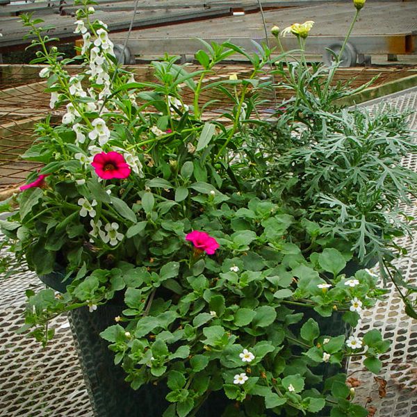 COMBO PATIO