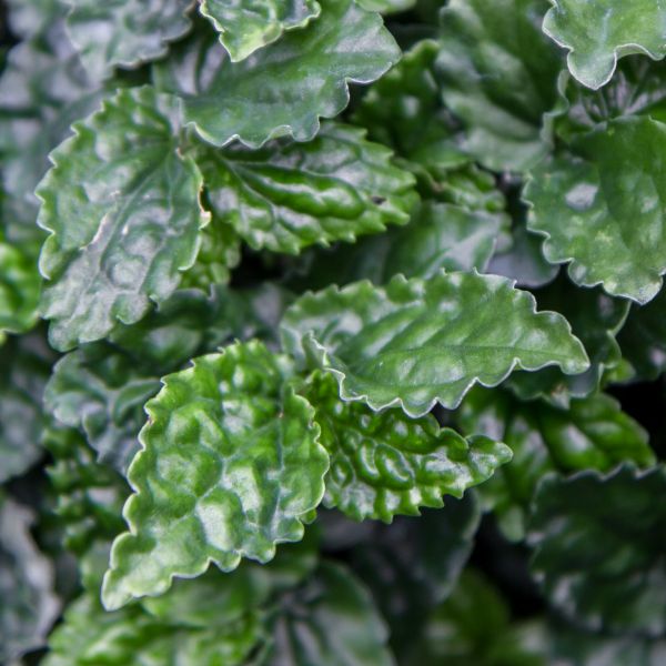 Pellionia