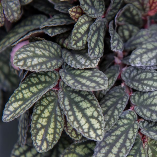 pellionia-watermelon.jpg