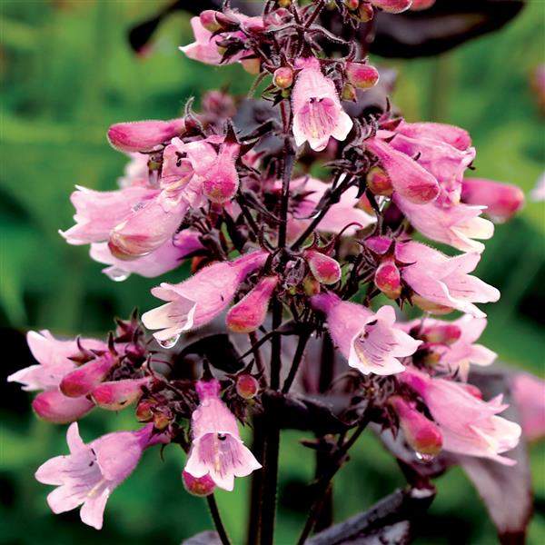 Penstemon