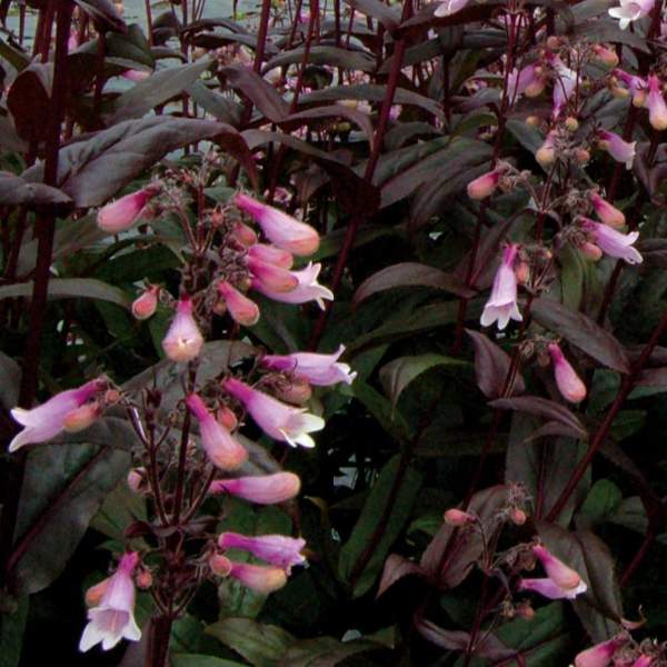 Penstemon Dark Towers