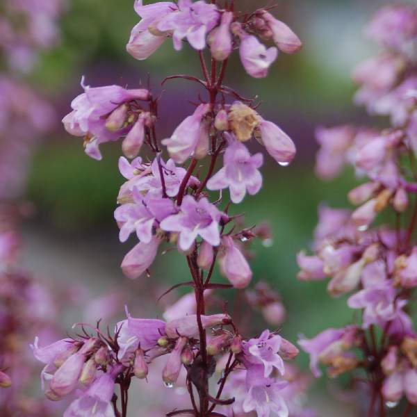 PENSTEMON DIGITALIS POCAHONTAS