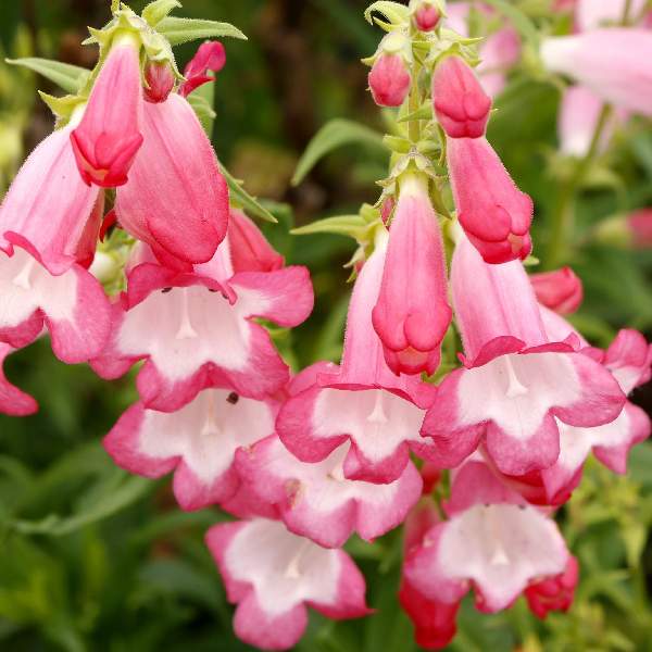 Penstemon Flock Of Flamingo