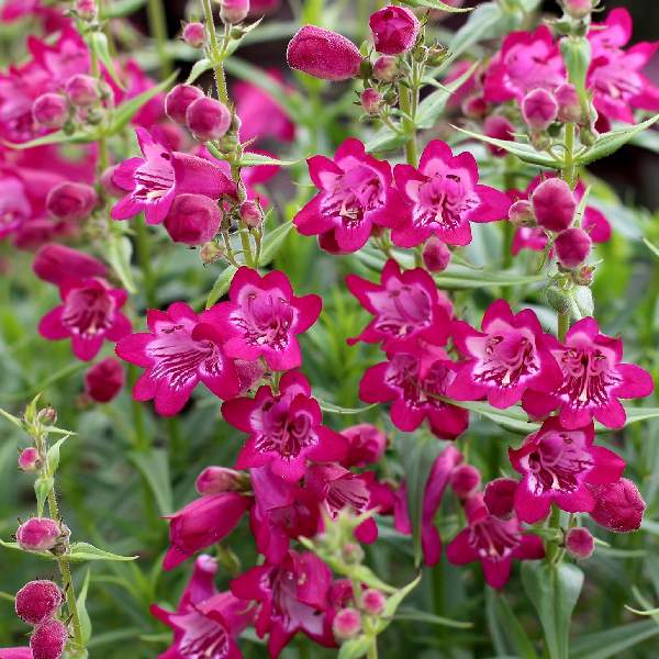 Penstemon Harlequin Magenta
