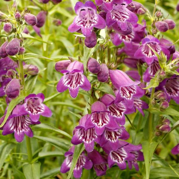 penstemon-harlequin-purple-penstemon-1724963425.jpg