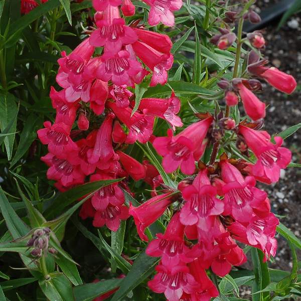 Penstemon Harlequin Red Imp