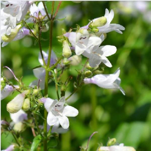 Image Of Penstemon Husker Red Superior