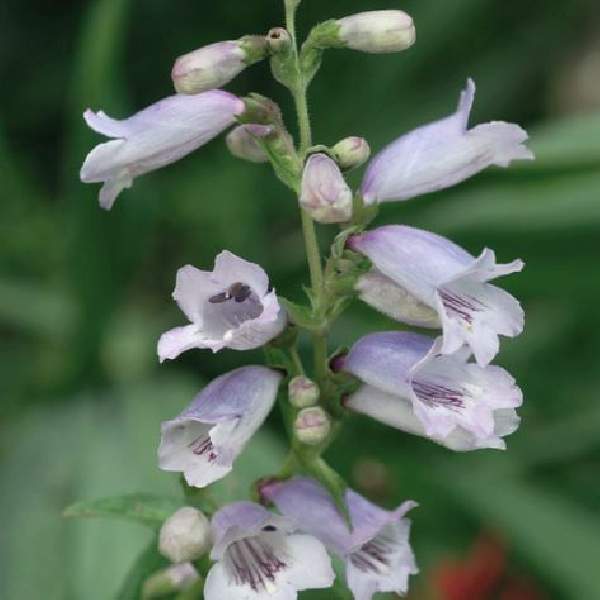 Penstemon Mystica PQS