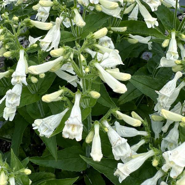 penstemon-nova-pearl-penstemon-1724963522.jpg