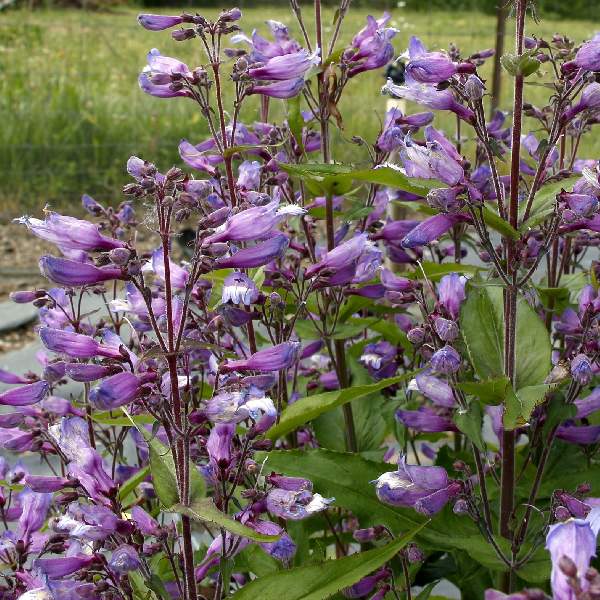 Penstemon Nova Twilight