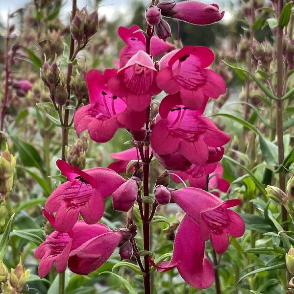 Penstemon Parade of Parrots