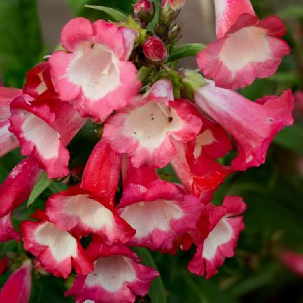 Penstemon Partybells Red