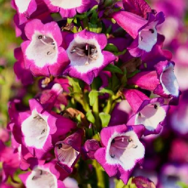 Penstemon Partybells Violet